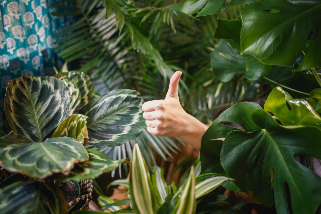 植物の悩み解決します