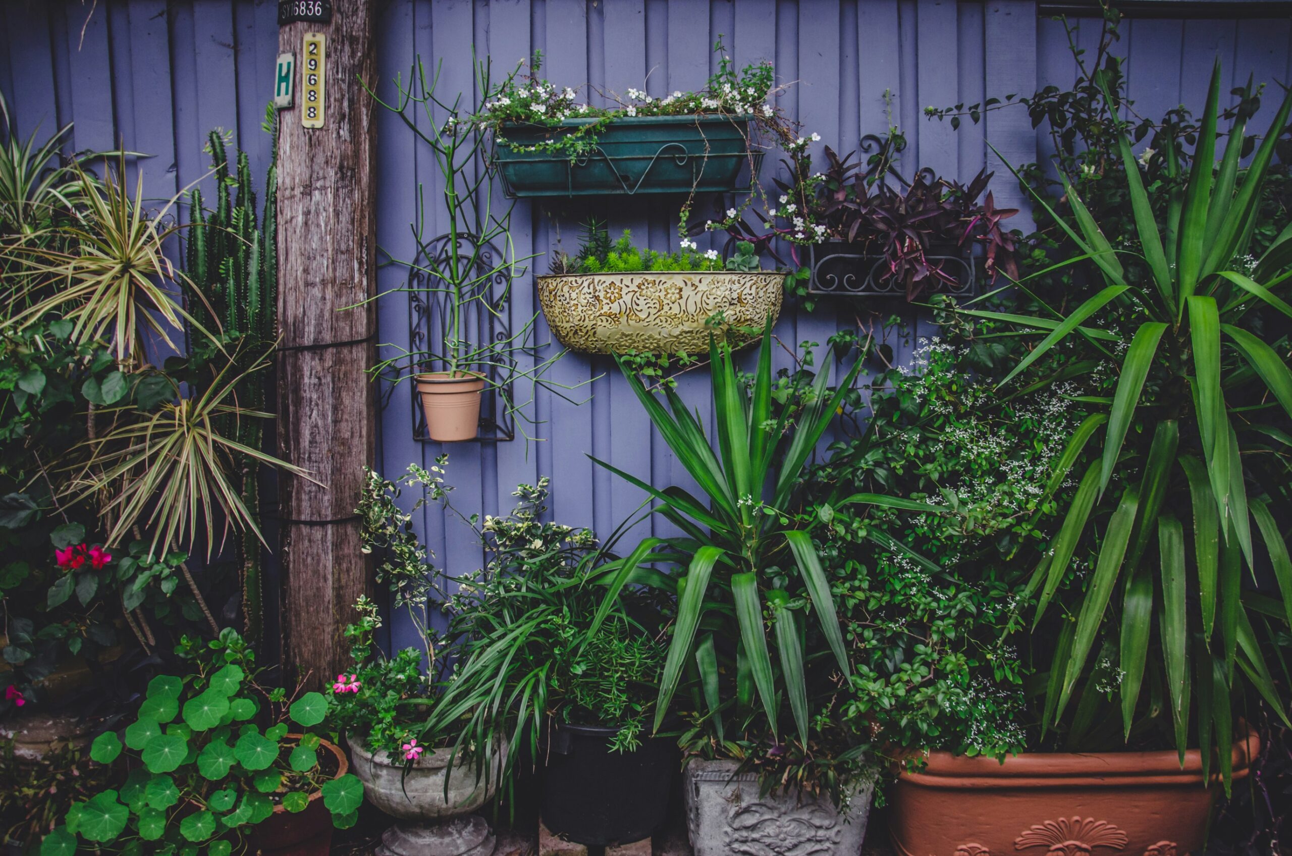 植物の画像